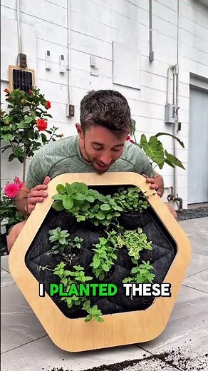 Strawberry mint will blow your mind 🍓🤯⁣ ⁣ When planting mint this spring, it is probably best to