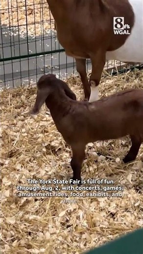 Boer goats bring big charm to the York State Fair | They can grow to more than 300 pounds!
