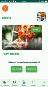 PlantSnap.com identifies Woolly Butterflybush (Buddleja marrubiifolia), a perennial shrub which is endemic to the Chihuahuan Desert from southern Texas to San Luis Potosí in Mexico. | PlantSnap