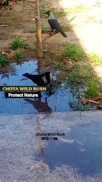 #crow #reels #wildlife #nature #wildanimals#desertadventures