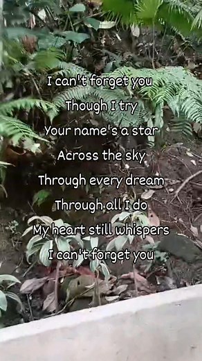 400K views · 11K reactions | I Can't Forget You #funandmusiclyrics #love #life #everyone #music | Fun and Music lyrics | Facebook