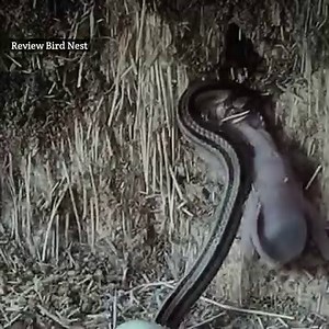 34M views · 226K reactions | A snake comes to a small bird in the nest | Review Bird Nest | Facebook