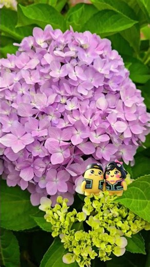 분홍색 이쁜 수국🌹