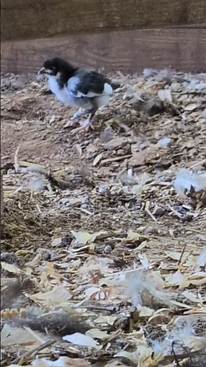 Is This Baby Chick A Male Or Female?