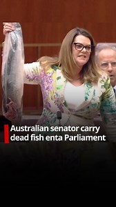 Australian senator surprise her fellow politicians as she pull out a dead fish for inside di parliament. Sarah Hanson- Young from di Greens use di dead fish prop to protest against a bill wey dem dey debate. Di bill na to protect salmon-farming jobs, according to prime minister Anthony Albanese Labor govment. Environmentalist pipo say di industry threaten local fish species. | BBC News Pidgin