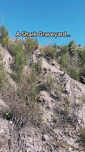 Tik tok took down but cant let this video stay in my drafts forever! #shark #grave #graveyard #fossil #fossils #sea #ocean #underwater #extinct #bone #bones #explore The Russian Archaeologist | The Russian Archaeologist