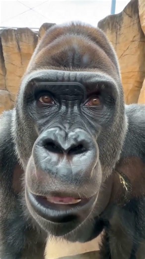 She Made a Heart and the Gorilla FAINTED Against the Glass 💗🦍 #shorts #viral #funny #fyp #zoo