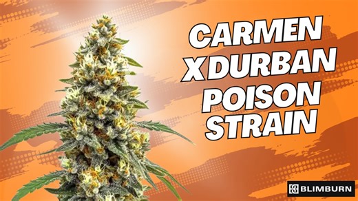 CARMEN X DURBAN POISON STRAIN