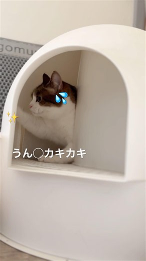 うん◯カキカキダンス😼✨🕺 #猫のいる暮らし #ねこ #ねこ動画 #猫好きさんと繋がりたい #夜の踊り子 #shorts