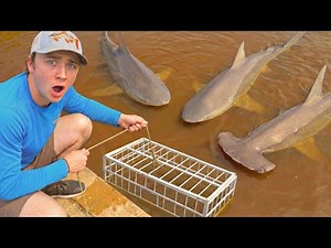 Trapping MONSTER Sharks For My BACKYARD POND!
