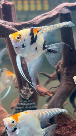 A graceful flow of koi angelfish and zebra angelfish #angelfish #aquarium #fish #aquariumfish