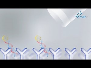 Why to quantify miRNA by an immunoassay – miREIA introduction | BioVendor #03