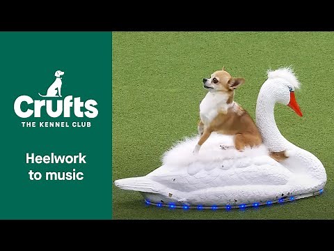 Stunning Chihuahua Swan Lake Routine at Crufts 2022