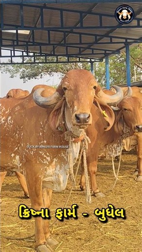 પૂનમ પૂનમ ગીર ખુટ ની દીકરી 👌 ક્રિષ્ના ફાર્મ બુધેલ #cow #gircowgujaratbhavngar #animalfarming #bull