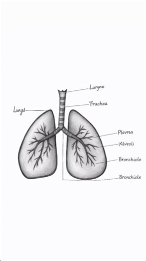 Human Lung Drawing Easy 🫁 | Step by Step #shorts