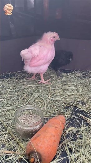 Guinea Pig and Chickens #shorts 2