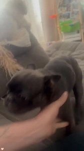 2.6K views · 87 reactions | Dog says I love you殺 ❤️ #dog #Love #dogsoftiktok #funny #doglover | Awesome Animals | Facebook