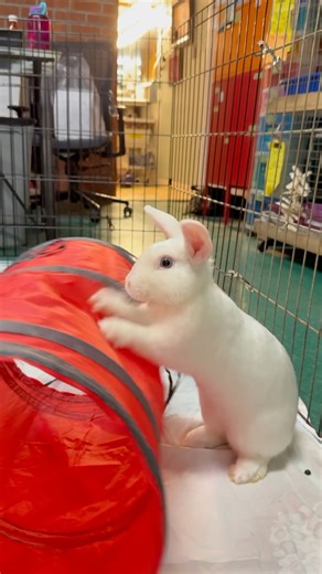 (sound on) Teen boy Muffet #1 does his own thing with a tunnel. | SaveABunny