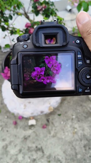 eos 60 D
