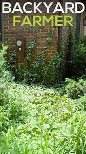 5.3K views · 90 reactions | How to manage Creeping Ivy | Backyard Farmer | Facebook