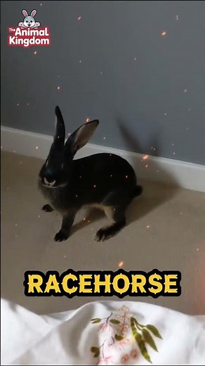 Fastest Rabbit Breeds