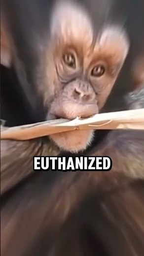 Zoos are TERRIBLE: Here’s Why