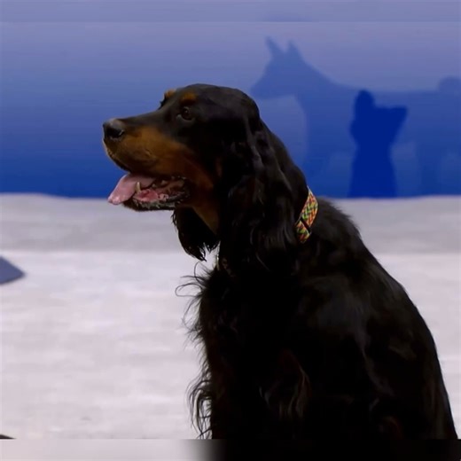 99K views · 1.7K reactions | #gordonsetter | Best dog in show | Facebook