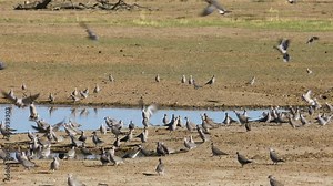 Cape turtle doves (Streptopelia capicola) gathering at a waterhole, Kalahari desert, South Africa
