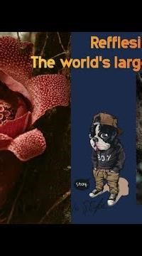 Refflesia : The documentary on the world's largest flower refflesia