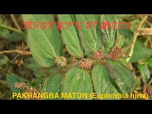 PAKHANGBA MATON (Euphorbia hirta) Medicinal Properties in Manipuri
