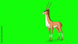 Gazelle Antelope Walks. Animated Motion Graphic Isolated on Green Screen