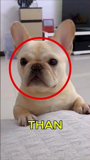 Amazing Dog Facts Kids Will Love #shorts