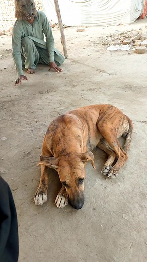 21K views · 221 reactions | Prank with dog #shorts #viral #trending #funny | DG Minis | Facebook