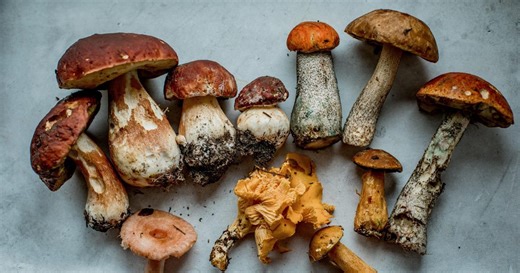 The mysterious mushroom that makes you see tiny people