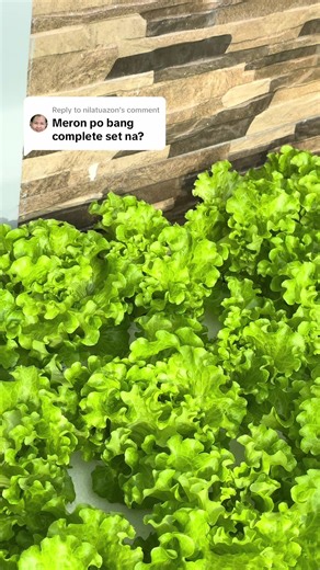 Hydroponics Kit Available Now for Easy Gardening