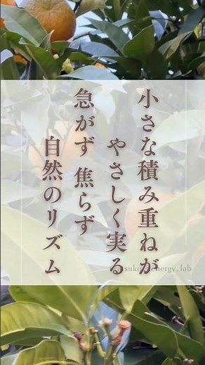 🌬️季節を愉しむマインドフルネス❄️ 七十二候 末候｜橘始黄（たちばな はじめて きばむ）📅 12月2日〜6日ごろ🌿「橘の実が黄色く色づく頃」小さな積み重ねがやさしく実る。急がず焦らず、自然のリズム✨