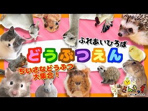 動物園へ行こう！２ ちいさな どうぶつ 大集合♪ふれあい広場にいる動物たちを見てみよう☆犬 猫 ミーアキャット アルパカ モルモット zoo animals