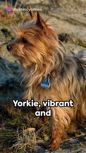 Nurturing Yorkies: A Diet Guide For Your Yorkie #yorkielovers #yorkshireterrier #yorkies #yorkieloversworldwide #yorkiesofinstagram | Yorkie Lovers