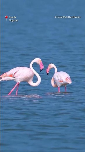 India in Pink | Discover the Colors of Incredible India