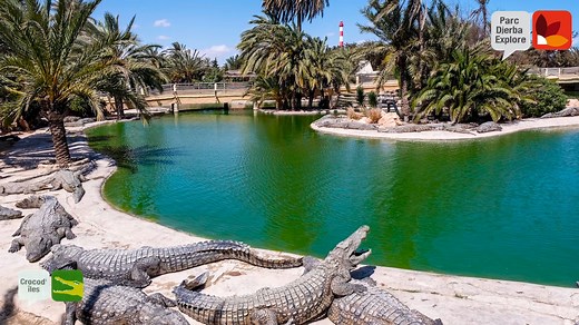 Welcome to Djerba Explore Park! We have over 800 Nile crocodiles eagerly awaiting your visit. But that's not all; there's so much more to discover, including the Sulcata tortoise, Iguana lizard, Python snake, and many other fascinating creatures.🌿 #Parc #Djerba #Explore | Djerba Explore