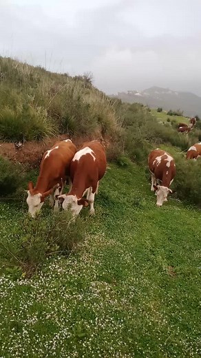 Smail Amara sur TikTok