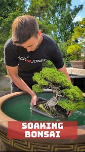 1.8M views · 40K reactions | Soaking Bonsai tree. A good watering method for summer. #bonsai #watering #soaking | Bonsai-Zentrum Münsterland | Facebook
