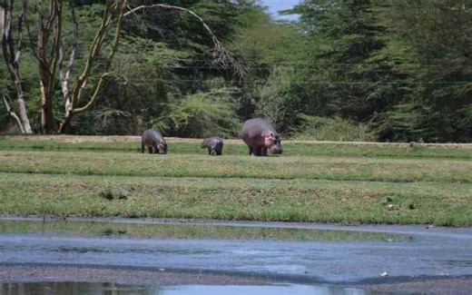 Four feared dead after hippo attack