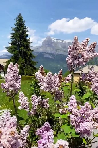La nature sublime notre beau village de Combloux 🌿🌼 | Combloux