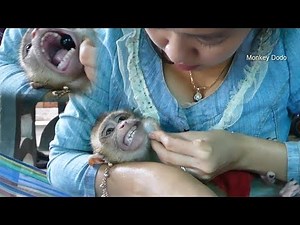 Ohh God!! Baby Monkey Dodo Scream Angry When Mom Try To Take Crystal Ball In His Mouth