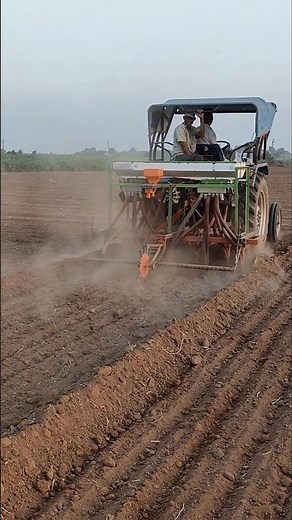 mustard farming | seed production mustard