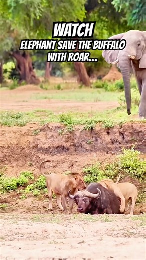 Elephant ROARS to Save Buffalo From Lions — Insane Real Footage! #shorts #wildlife #animals