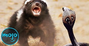 Top 10 Craziest Animal Fights Caught on Camera | Articles on WatchMojo.com
