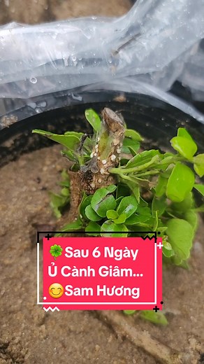 Sau 6 Ngày Ủ Sam Hương #samhuong #kichremaivanga01 #maivangsapde #bonsai