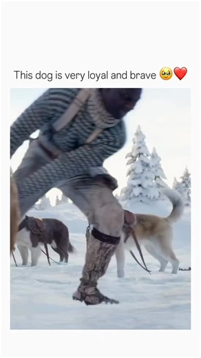 Moviezclip on Instagram: "@laughing_anywhere 🎬 Movie name: The Call of the Wild (2020) ​☀️ Genre: Adventure, Drama, Family ​⏳ Movie length: 1 hour 40 minutes ​🌟 IMDb rating: 6.7/10 ​☀️ Where to watch: Available on Disney+, or for rent/purchase on Amazon Prime Video, Apple TV, and Google Play Movies. ​Explanation: ​Based on the classic literary novel by Jack London, the story follows Buck, a large, pampered dog whose life is turned upside down when he is stolen from his home in California. He i